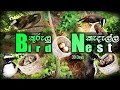 Bird Nest | කුරුලු කැදැල්ල | White Browed Fantail (බැම සුදු පවන් පෙන්දා)
