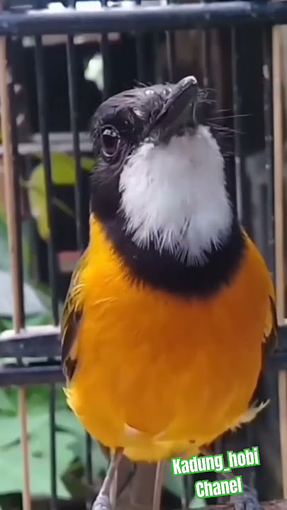BURUNG KANCILAN EMAS [] Bimoli [] Gacor #kancilanemas #burungbimoli #kicaumanianusantara