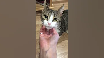 КАК МЯТОЧКА ВСТРЕЧАЕТ ХОЗЯКУ?🥺