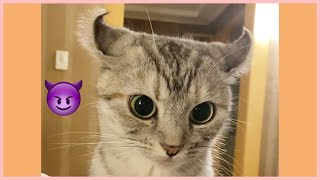 (ENG) 놀라면 귀가 "😈" 이모티콘처럼 되는 고양이 베리 | 베리 특집 [베니패밀리] screenshot 4