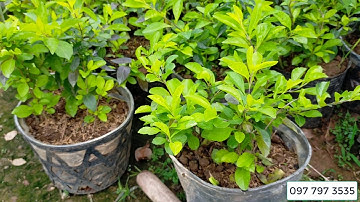 Bán buôn cây chuỗi ngọc bầu to, mỗi bầu 3 khóm 0977973535