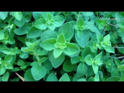 Oregano (Rau kinh giới dại) - Sàn AloAri.com