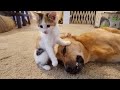 When dog and cat have become best friends 