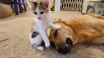 When dog and cat have become best friends ❤️