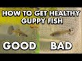 What to look for to get healthy guppies how to cull fish