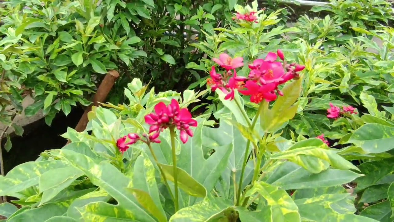 Beautiful flowers 🌿🏵️💚