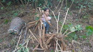 Poor girl. Harvest cassava and fish to sell - Green forest life, Trieu Thi Ca building a new life