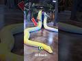 La serpiente más aterradora de la historia 😳 (No vas a creer el #1)