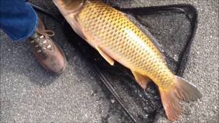 Catching A 12 Lb Carp At Kissena Park