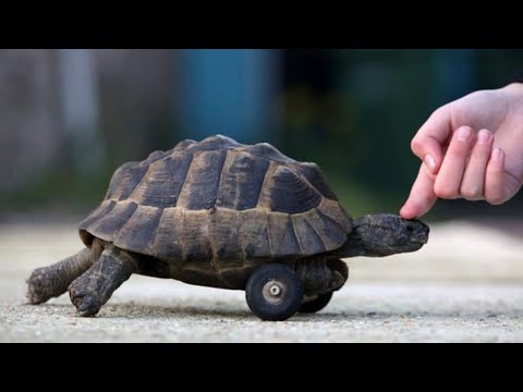 مرض التهاب المفاصل او النقرس عند السلاحف البريه