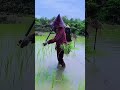 Menanam padi unik di Vietnam