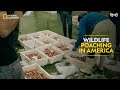 Wildlife Poaching in America | Trafficked with Mariana Van Zeller | Full Episode | S02-E10 | हिन्दी