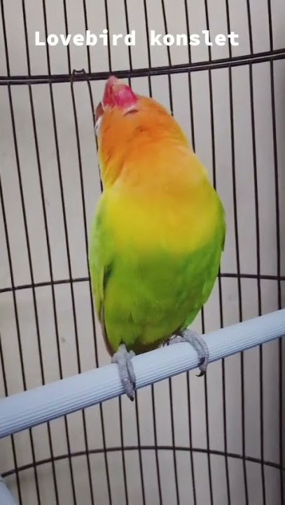Lovebird Konslet Indonesia