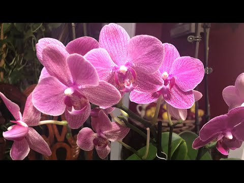 Como riego mis orquídeas (: