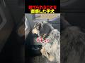 捨てられることを直感した子犬