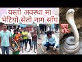            nepali snake catcher  nepal snake rescue