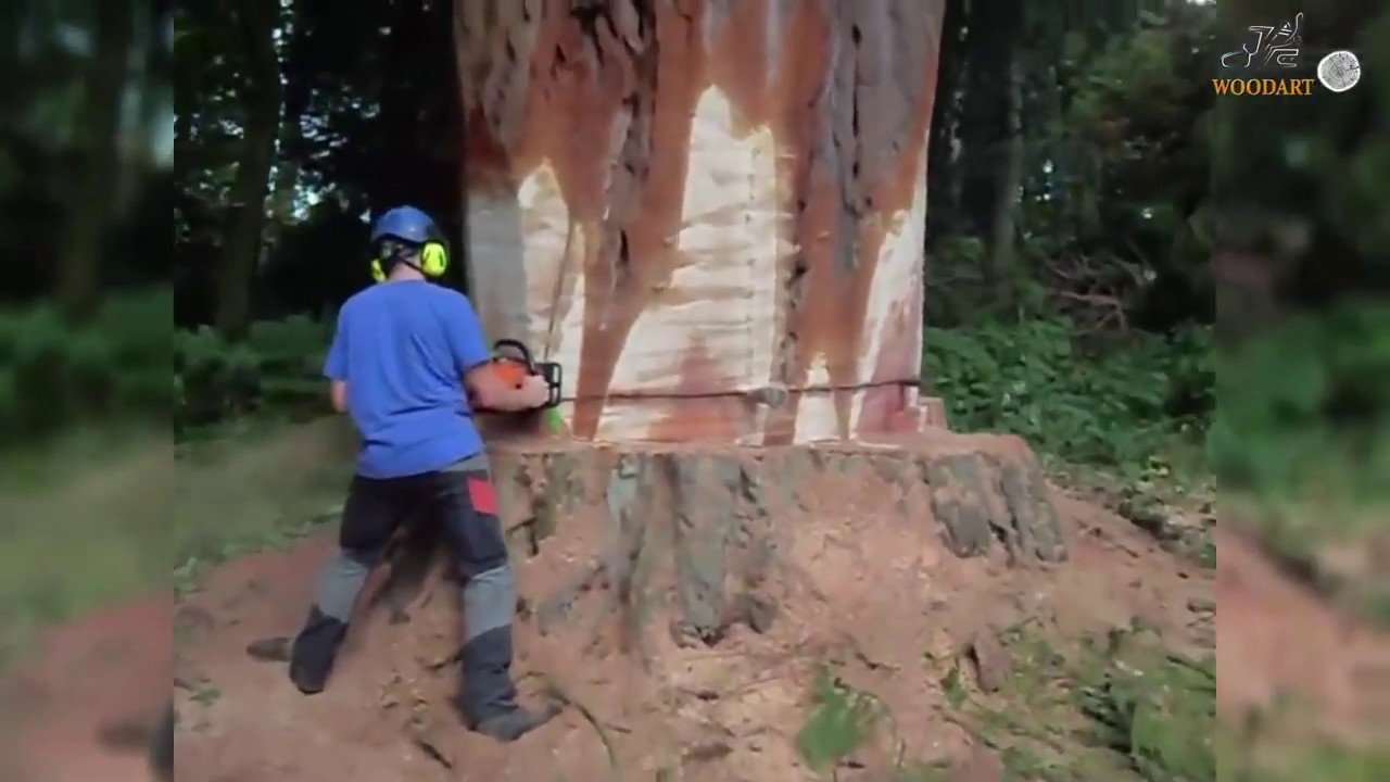 Amazing Huge Tree Felling with Chainsaw Machines ! Dangerous Skills ...