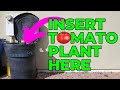 4 Good Reasons to Give Up &amp; Remove Tomato Plants