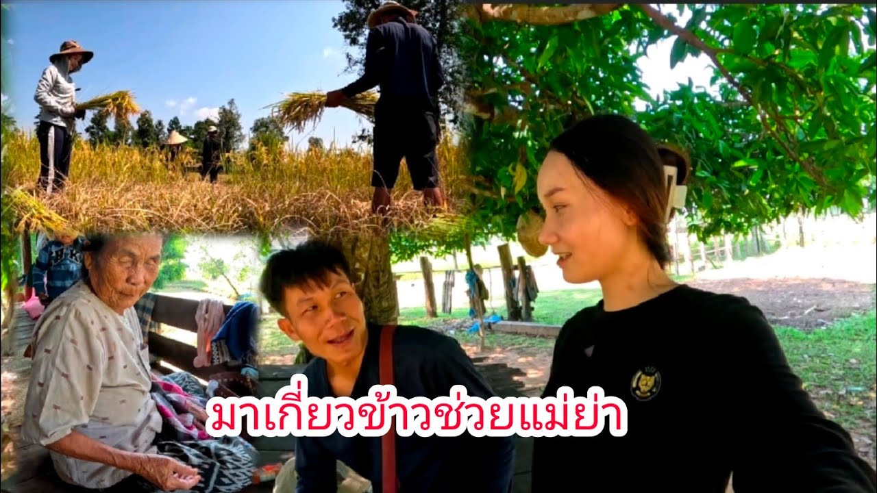 ไปเกี่ยวข้าวช่วยแม่ย่า แล้วซั่วน้องวัวแกงกบสู่แม่ย่ากิน