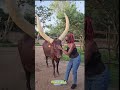 Ankole Watusi The African Cattle With The World S Largest Horns