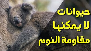 أكثر الحيوانات نوماً على سطح الأرض.... حيوانات تعشق النوم!!