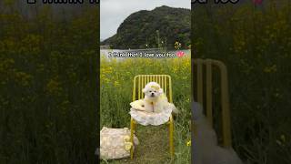 I love you ❤️ #dog #dogshorts #dogvideos #cutedog #cutepuppy #cuteanimals #puppy #pets #cutepets