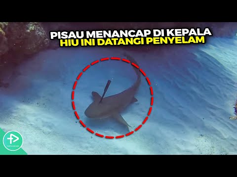 Video: Embrio Berkepala Dua Ditemui Di Rahim Hiu - Pandangan Alternatif