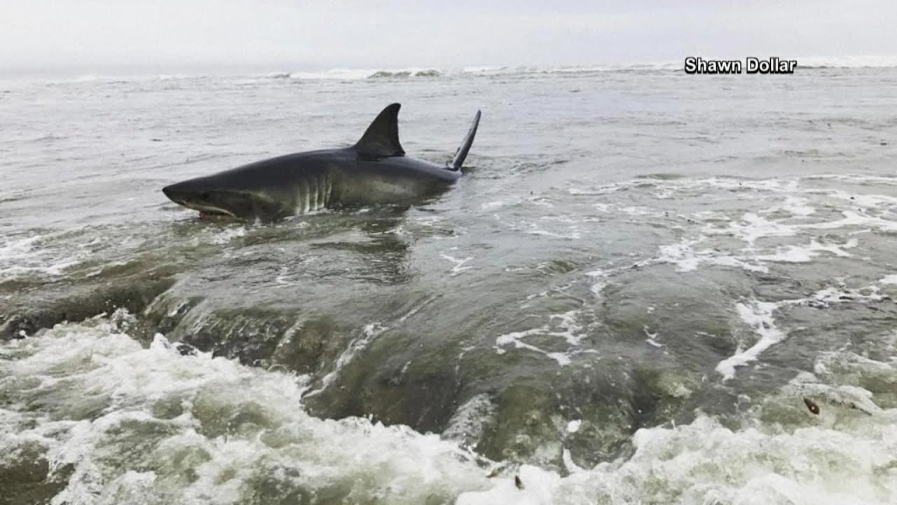 beached great white shark