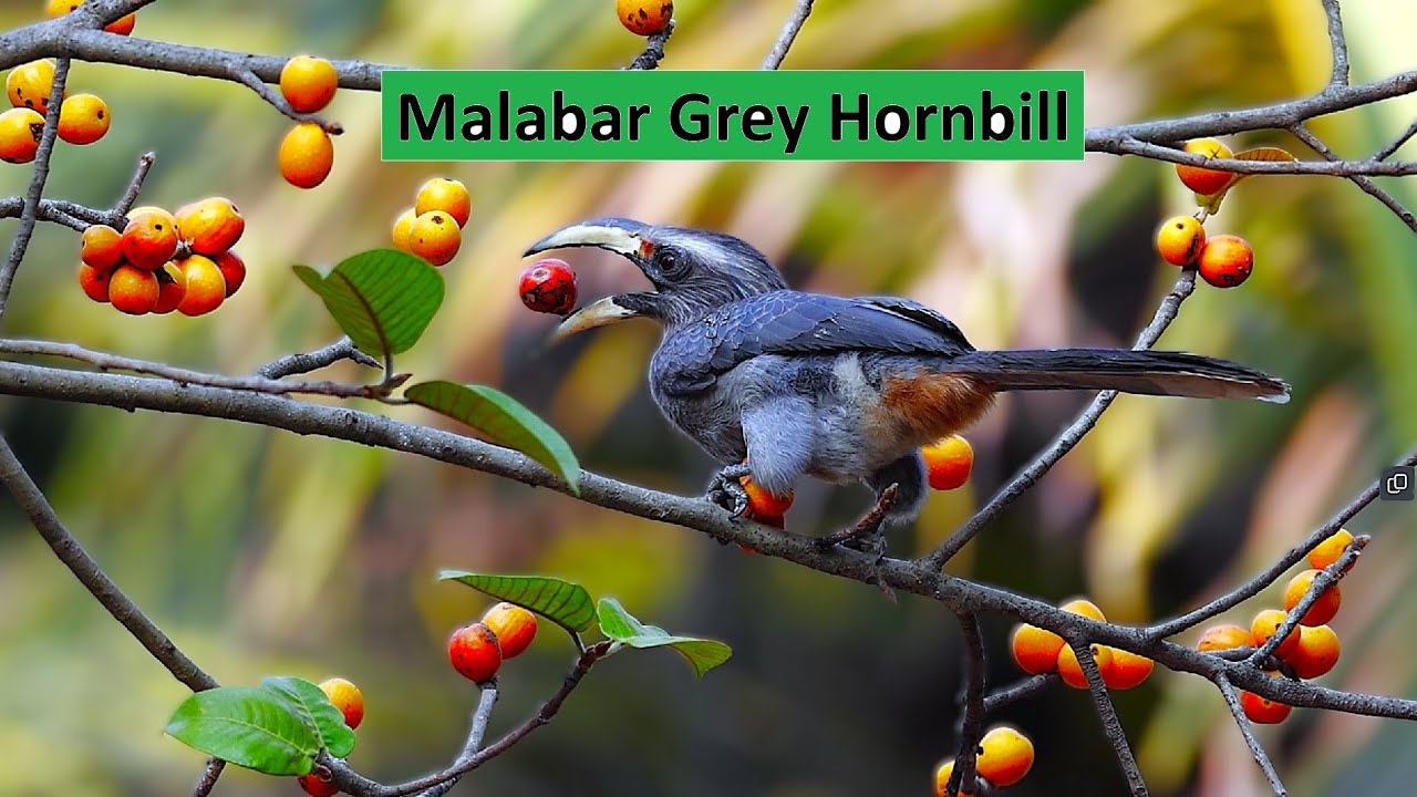 How do Hornbills swallow a big size fig? Malabar Grey Hornbill | TrulyWild 4K