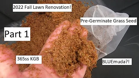 Part 1: Pre Germinating Seed - KBG BLUEMUDA!