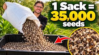Every Moringa Business Starts with Seeds | From Selling Trees to Cold-Pressed Oil screenshot 1