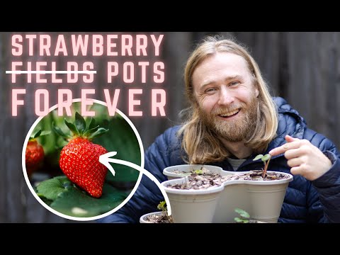 Video: Container Gardening Strawberries - Care Of Strawberry Plants In Pots