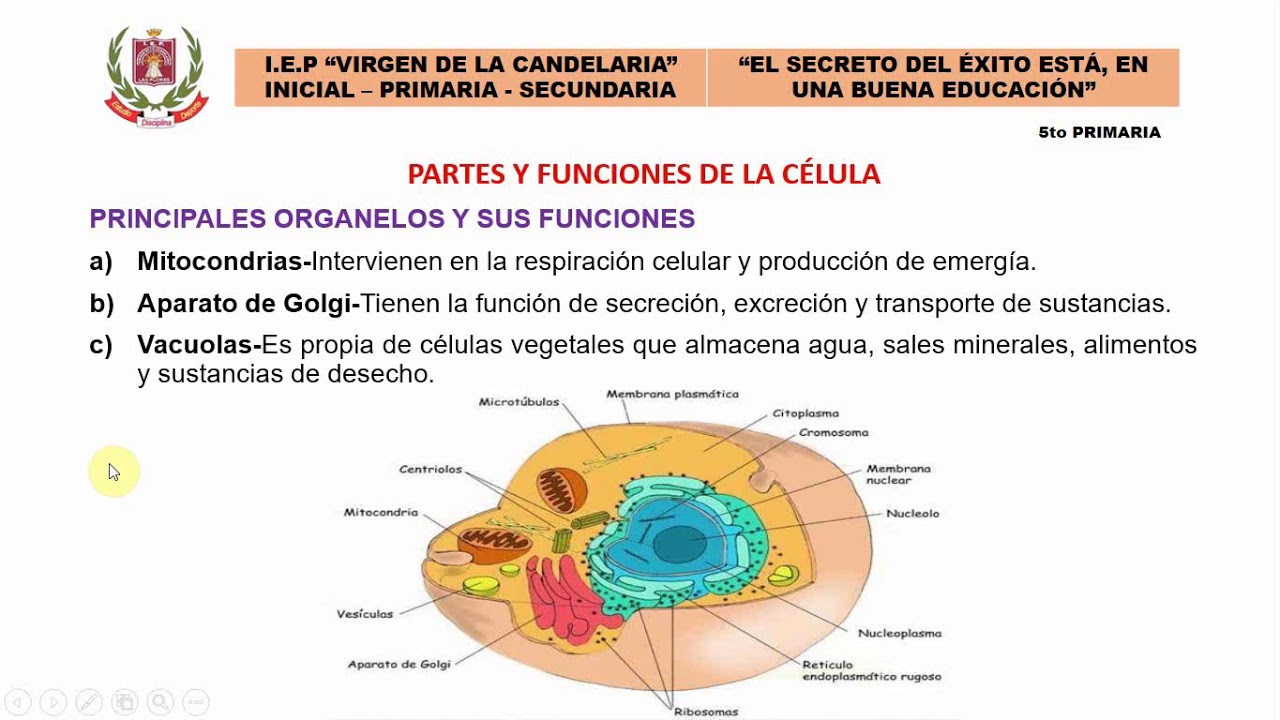 Partes De La Celula Animal Y Sus Funciones La Estructura De La Celula