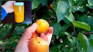 موسم فاكهة المشمش / طريقة تحضير مربى المشمش (كمية 1 كيلو غرام)