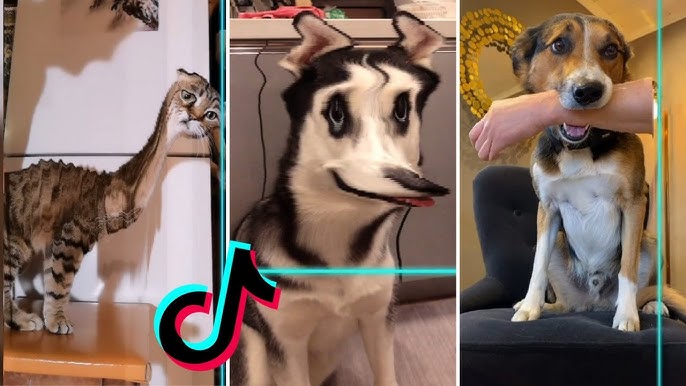 OS CACHORROS MAIS ENGRAÇADOS DA INTERNET! CHORE DE RIR 