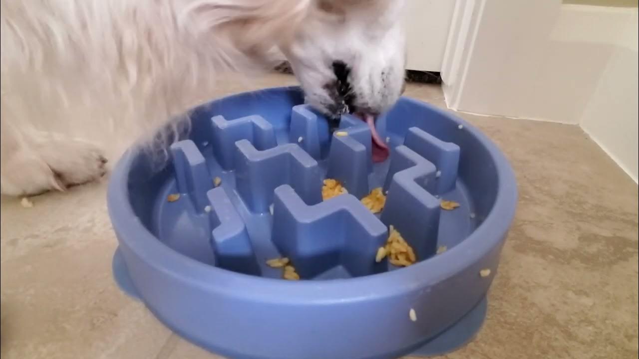 ASMR Dog Eating Plain White Rice & Pumpkin Puree Wet Food Diet For