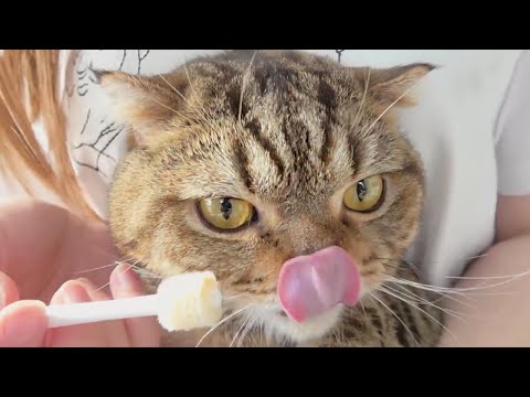 ※속 시원함 주의※ 고양이 <strong>치석</strong> 제거