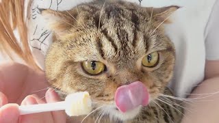 🍞 Brushing cute cat's teeth! 🦷 by 스튜디오 그냥 171,958 views 2 years ago 4 minutes, 32 seconds