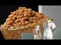 Dogs scared of baked beans funny dogs vs memes