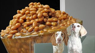 Dogs Scared of Baked Beans! Funny Dogs vs Memes by Maymo 209,884 views 3 weeks ago 2 minutes, 34 seconds