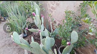 My home plants. This prickly pear tree has a red fruit. شجرة التين الشوكي الاحمر في المنزل.