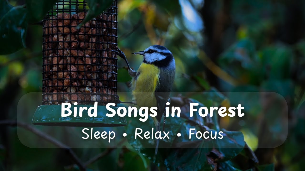 The Soothing Symphony of Nature: 8 hours of Bird Songs for Sleep and ...