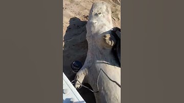 Jungle live - Model Samples