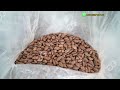 gelgoog.com: Cocoa Liquor Production Line #cocoa #cocoaprocessing