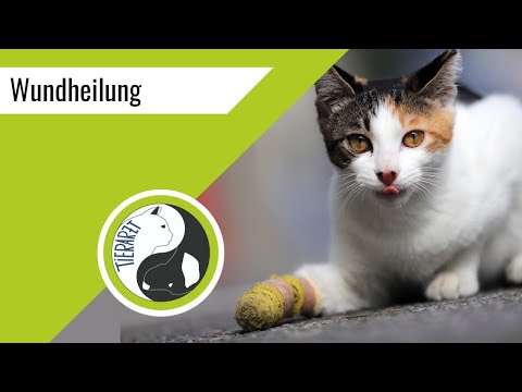 Video: Natürliche Wege, Hund Arbeit zu induzieren