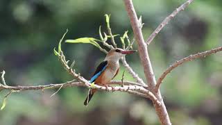 Grey Headed Kingfisher