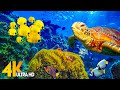 The Ocean 4K - Sea Animals for Relaxation, Beautiful Coral Reef Fish in Aquarium (4K Video Ultra HD)