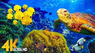 The Ocean 4K - Sea Animals for Relaxation, Beautiful Coral Reef Fish in Aquarium (4K Video Ultra HD)