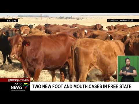 Two new cases of Foot and Mouth disease reported in Harrismith