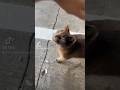 #cat #feralcat #straycat #goodmorning #catsofyoutube #communitycats #chat #greycat #blackcat